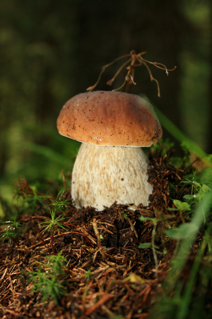 Steinpilz allein im Wald