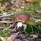 Steinpilz am Wald