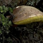 steinpilz an einem felsvorsprung