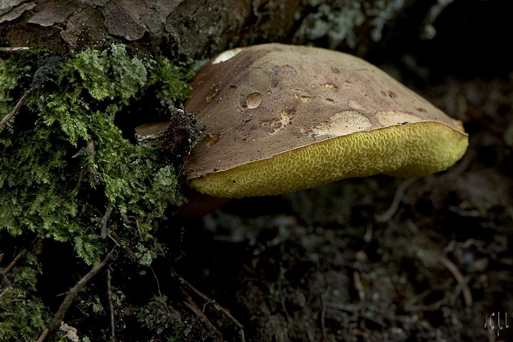 steinpilz an einem felsvorsprung