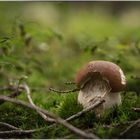 Steinpilz auf Almboden