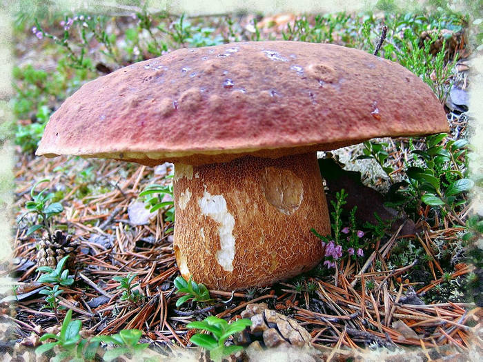 Steinpilz