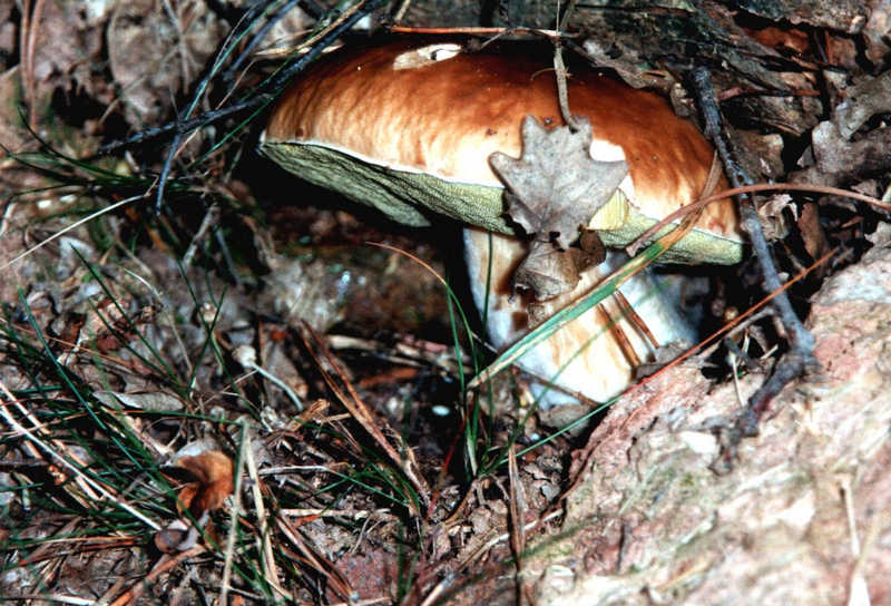 Steinpilz