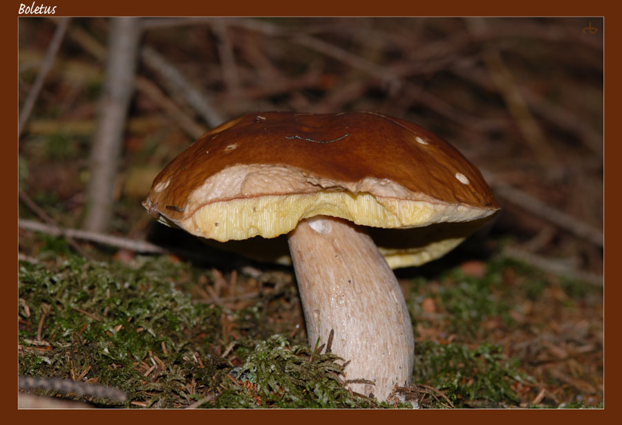 Steinpilz (Boletus edulis) #001