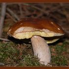 Steinpilz (Boletus edulis) #001