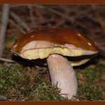 Steinpilz (Boletus edulis) #001