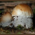 Steinpilz (Boletus edulis) #002