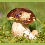 Steinpilz (Boletus edulis) #003