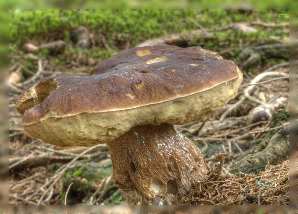 Steinpilz (Boletus edulis) #004