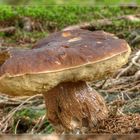 Steinpilz (Boletus edulis) #004