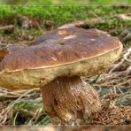 Steinpilz (Boletus edulis) #004