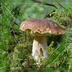 Steinpilz (Boletus edulis) #005