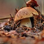 Steinpilz (Boletus edulis)