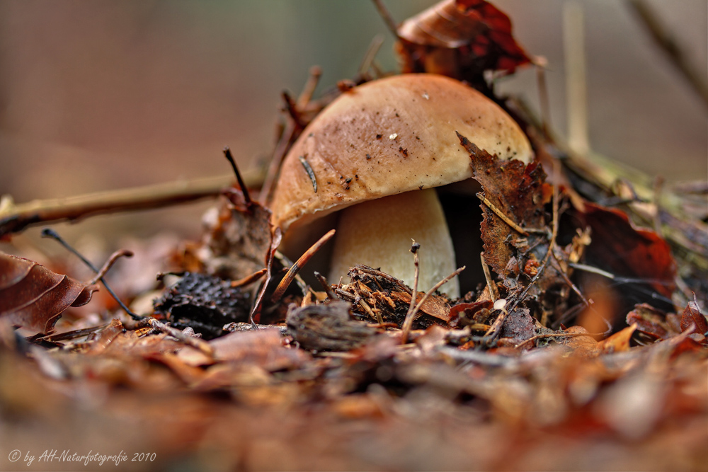 Steinpilz (Boletus edulis)