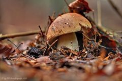 Steinpilz (Boletus edulis)