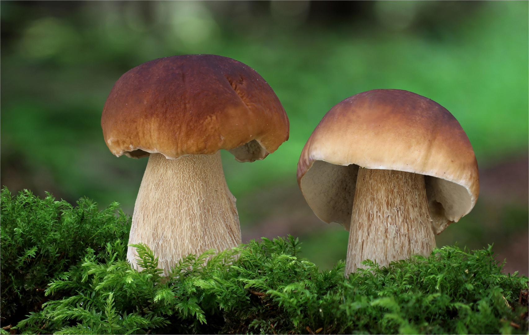 Steinpilz (Boletus edulis) Foto &amp; Bild | pflanzen, pilze &amp; flechten ...