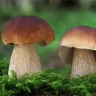  	 Steinpilz  (Boletus edulis)