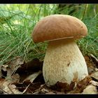 Steinpilz (Boletus edulis)