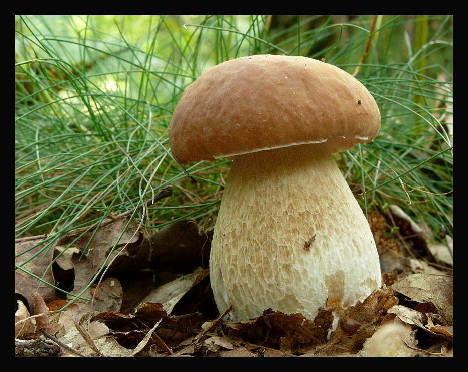 Steinpilz (Boletus edulis)