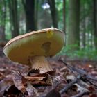 Steinpilz (Boletus edulis)