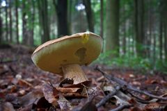 Steinpilz (Boletus edulis)