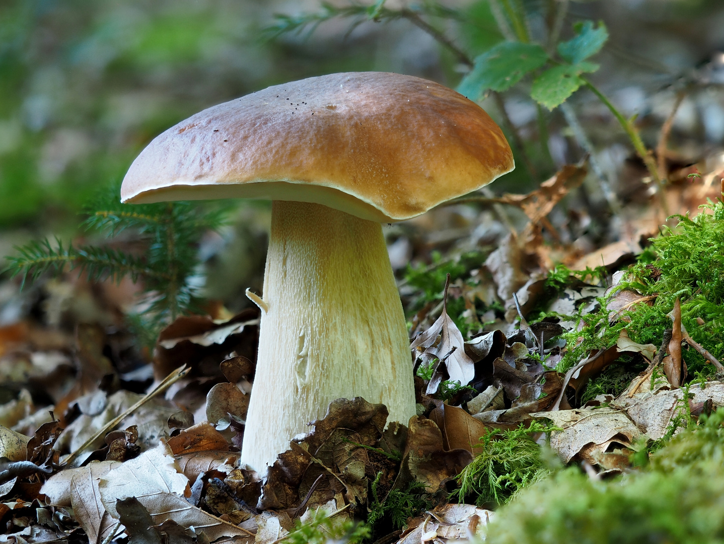 Steinpilz - Boletus edulis Foto &amp; Bild | natur, pilz, pflanzen Bilder ...