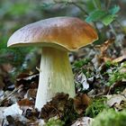 Steinpilz - Boletus edulis