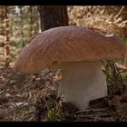 Steinpilz (Boletus edulis)