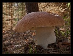 Steinpilz (Boletus edulis)