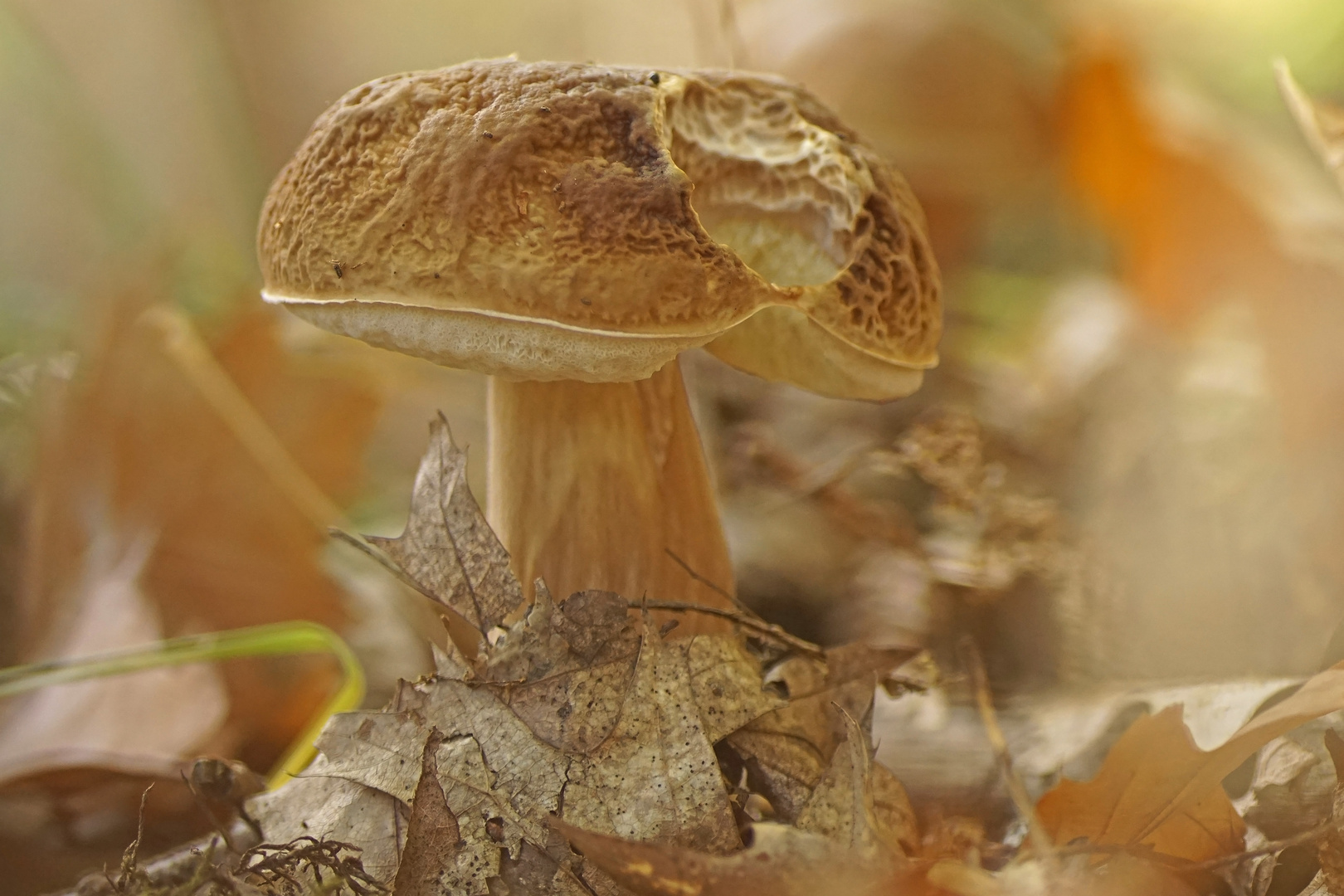 Steinpilz (Boletus spec.)