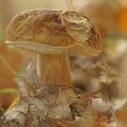 Steinpilz (Boletus spec.)