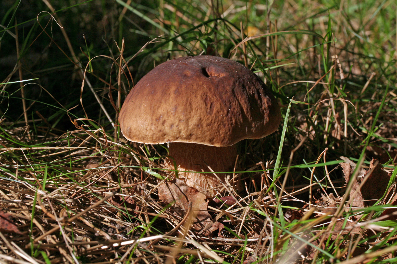 Steinpilz