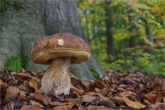 Steinpilz