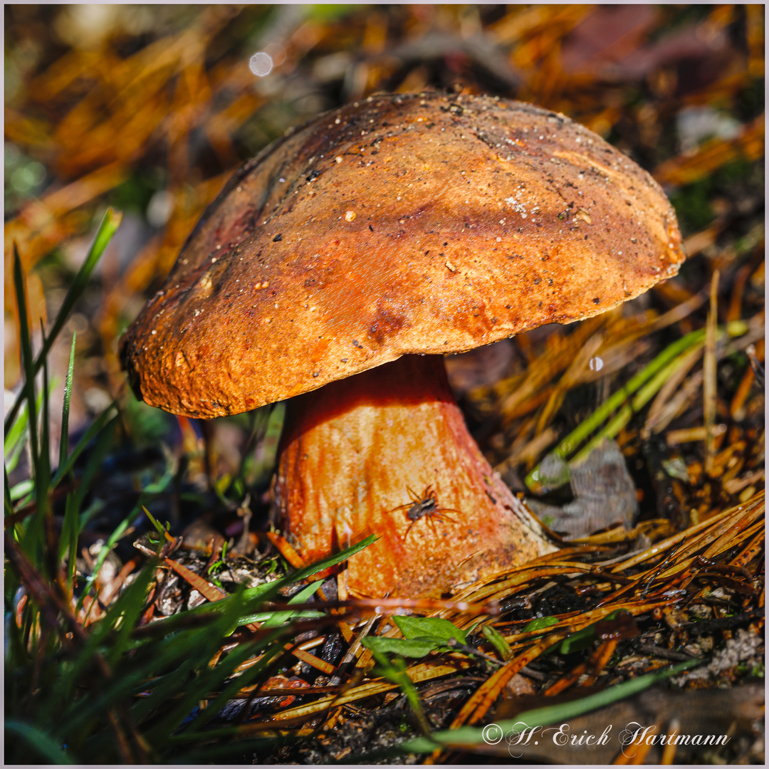 Steinpilz Foto & Bild landschaft, wald, outdoor Bilder auf