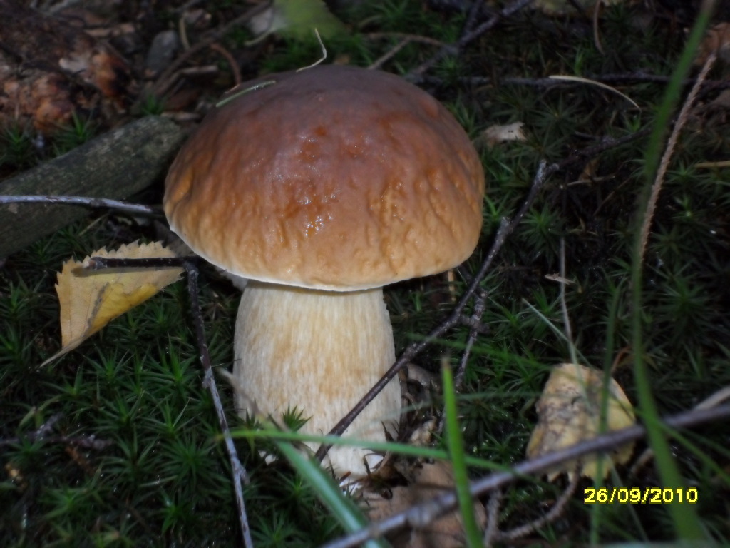 Steinpilz