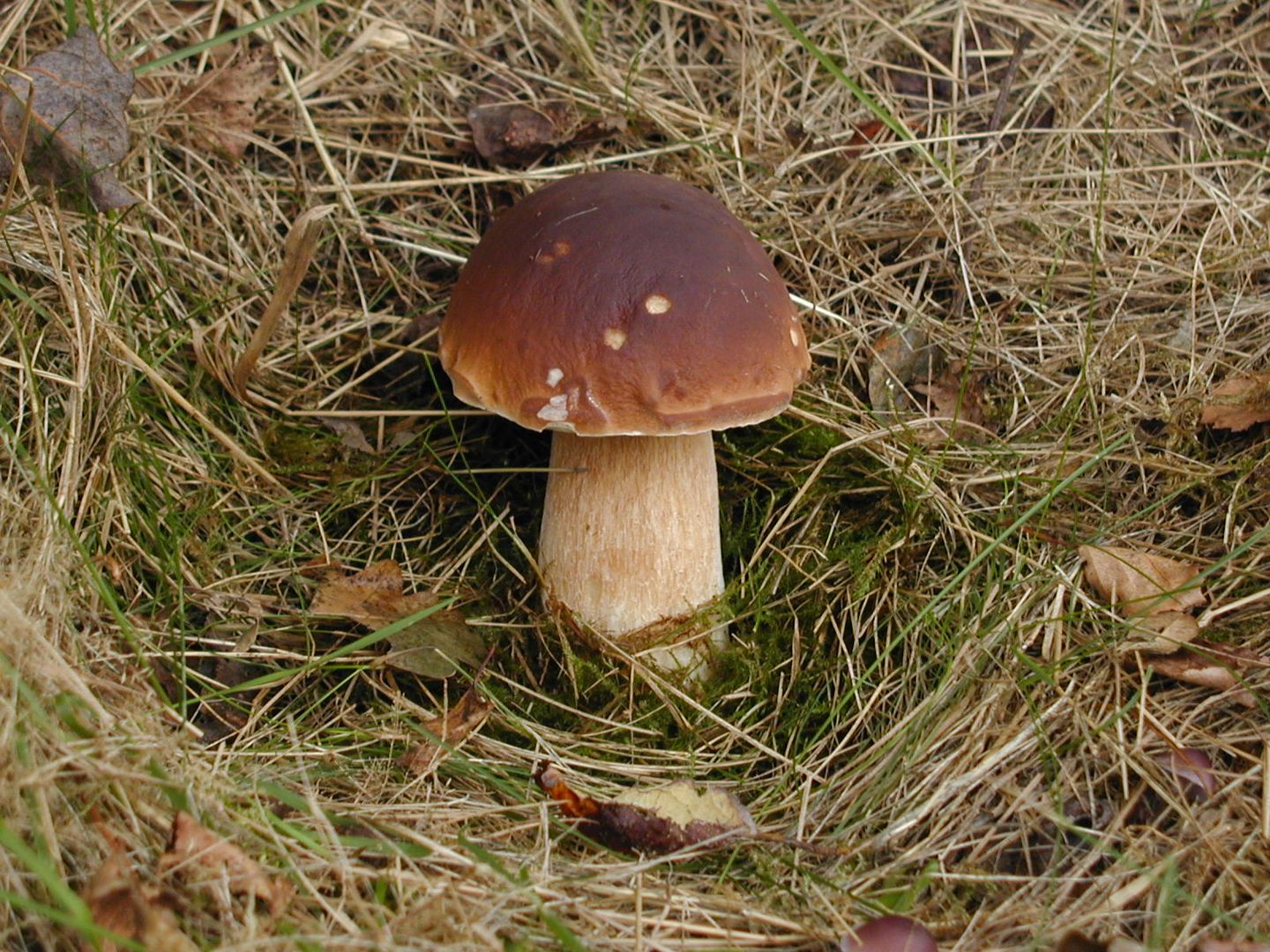 Steinpilz