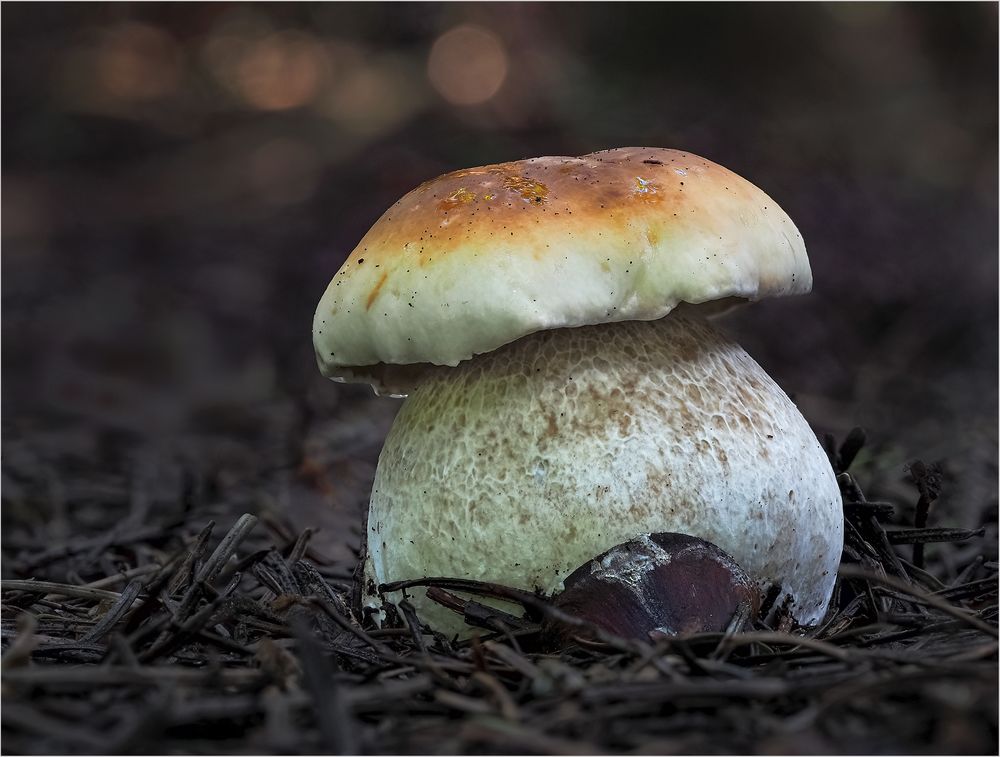 Steinpilz .der Erste in dieser Saison Foto & Bild  makro, natur, pilz Bilder auf fotocommunity