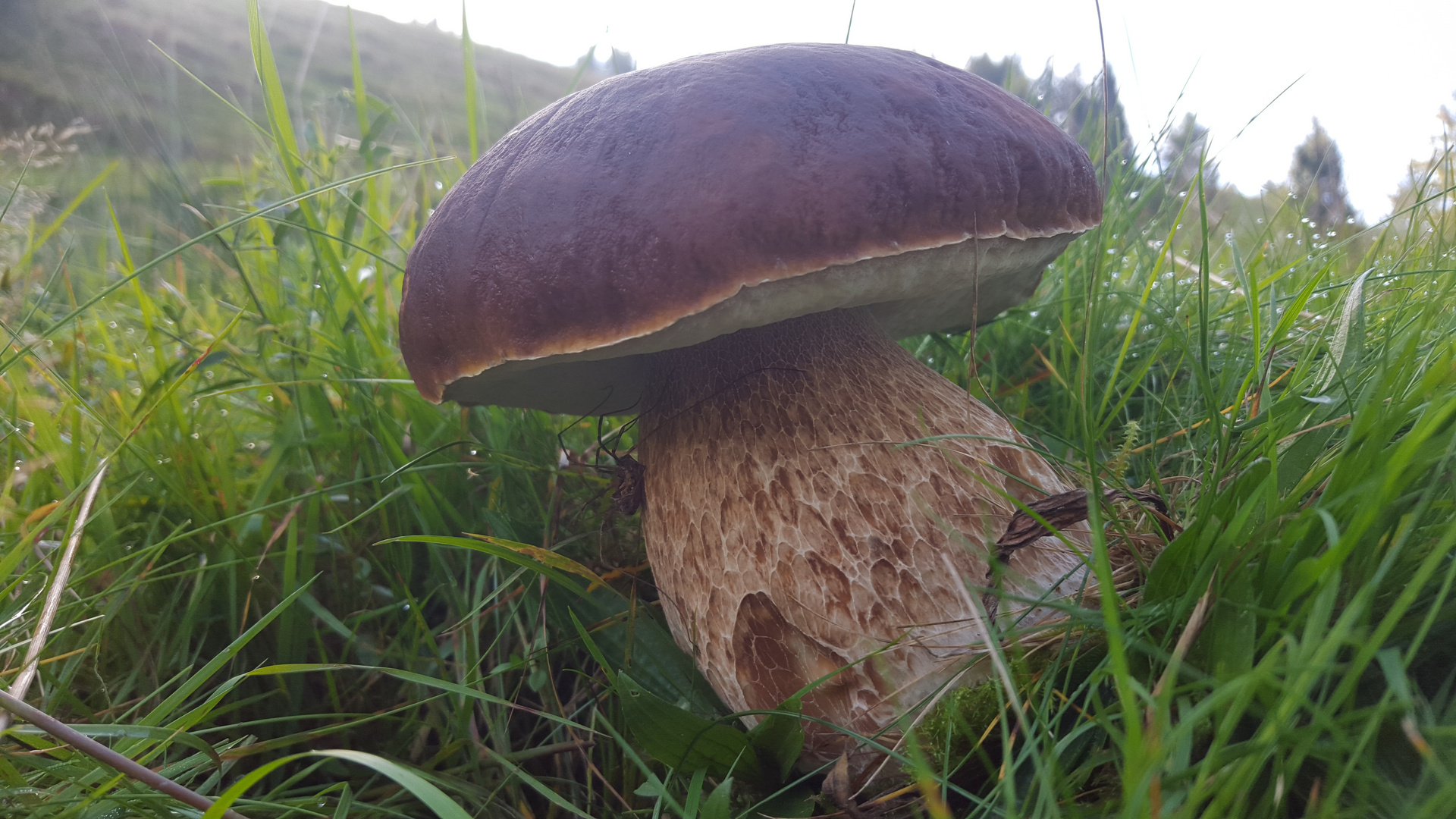 Steinpilz der Extraklasse Foto &amp; Bild | pflanzen, pilze &amp; flechten ...