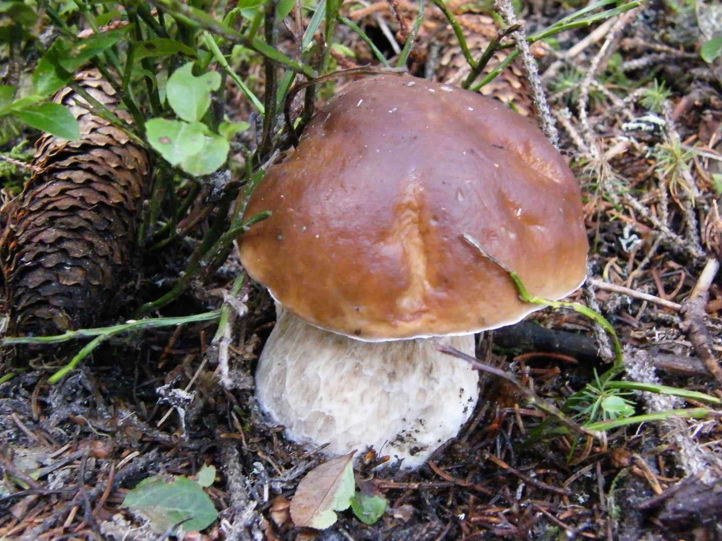 Steinpilz