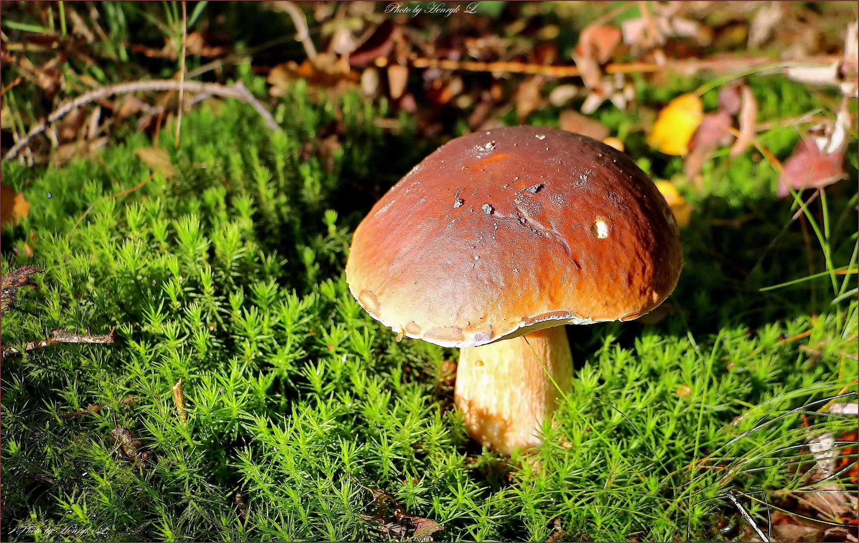 Steinpilz Foto &amp; Bild | pflanzen, pilze &amp; flechten, pilze &amp; flechten ...