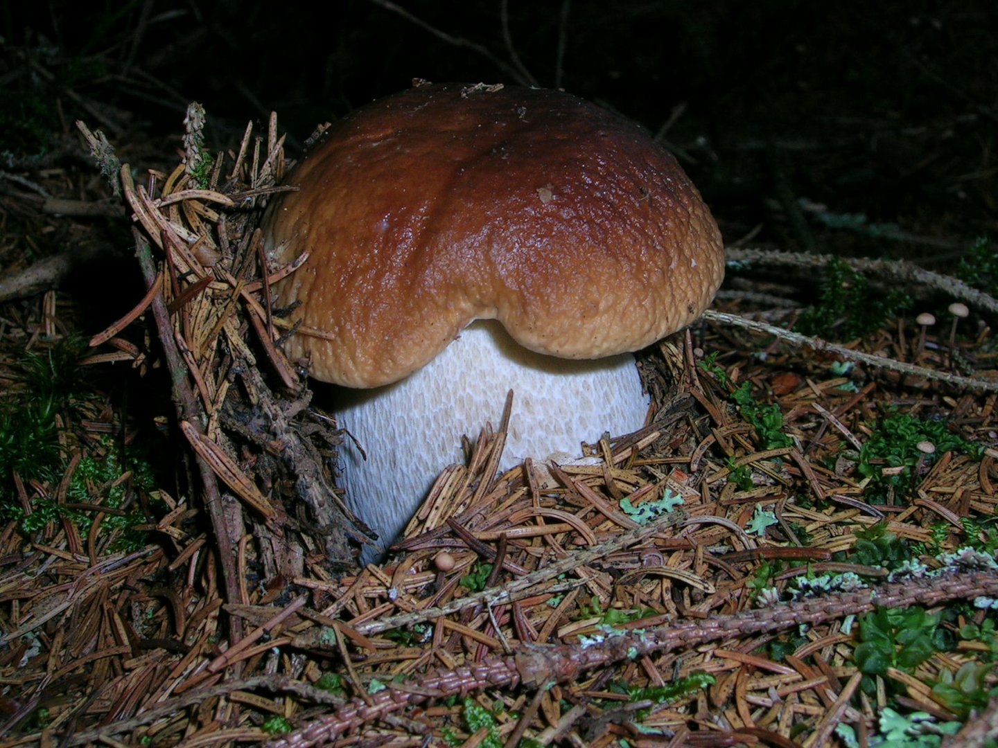 Steinpilz