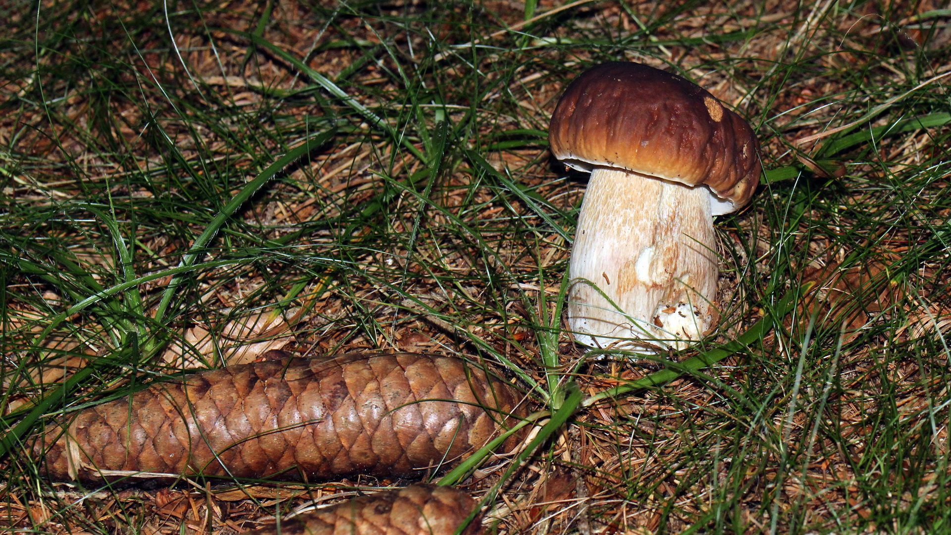 Steinpilz