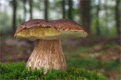 Steinpilz