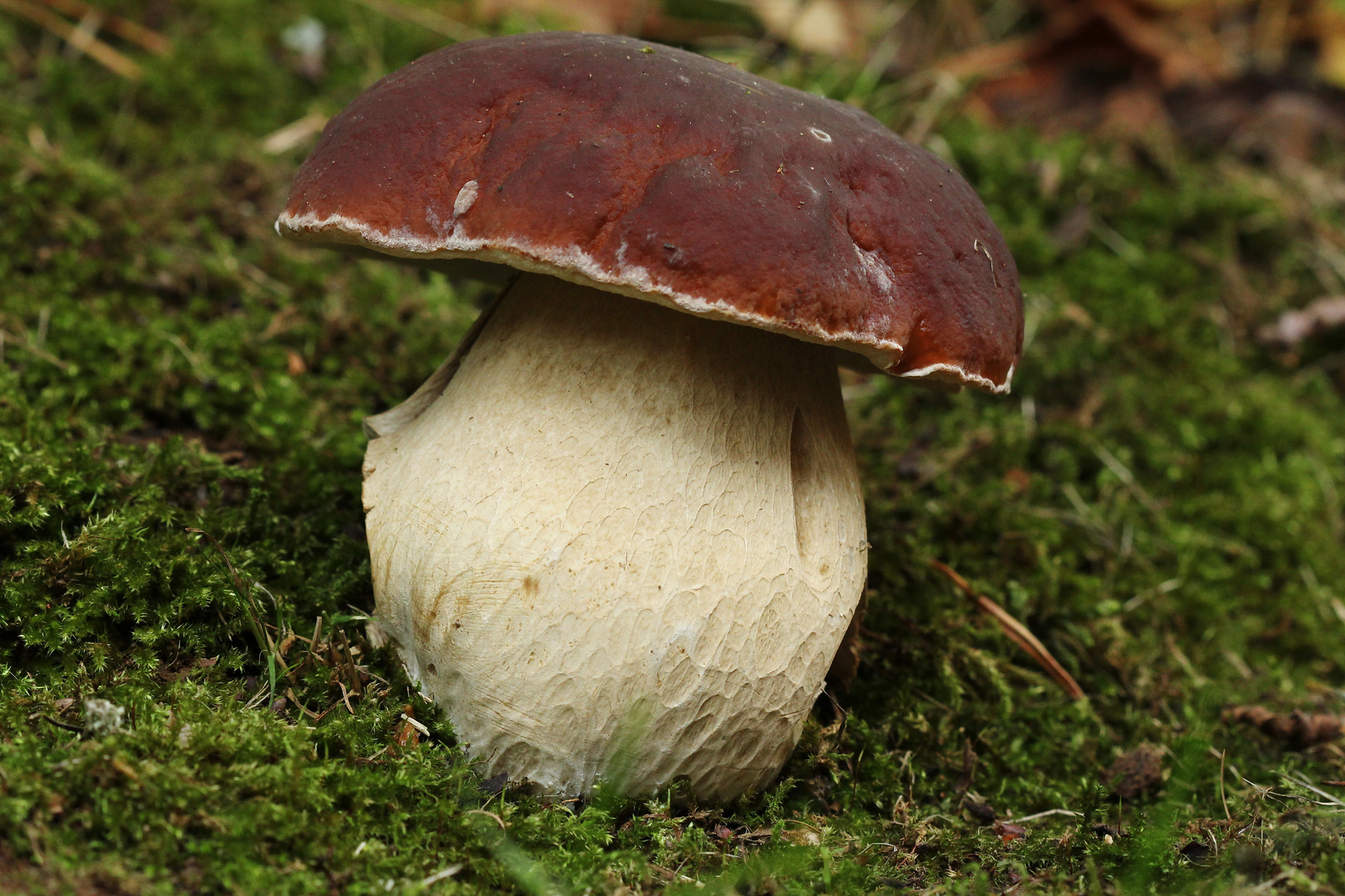 Steinpilz, fast vor der Haustür...