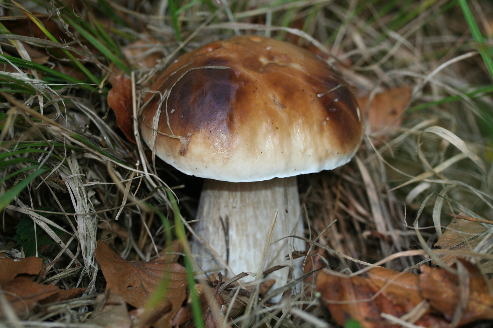 Steinpilz