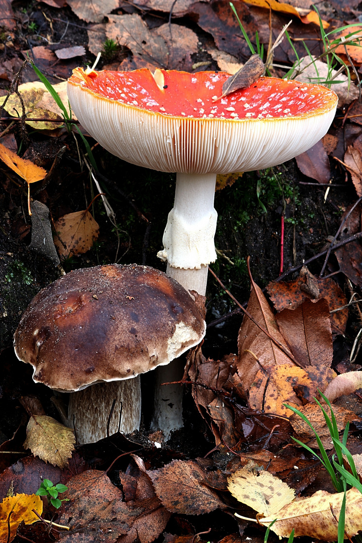 Steinpilz & Fliegenpilz als Nachbarn (im November)