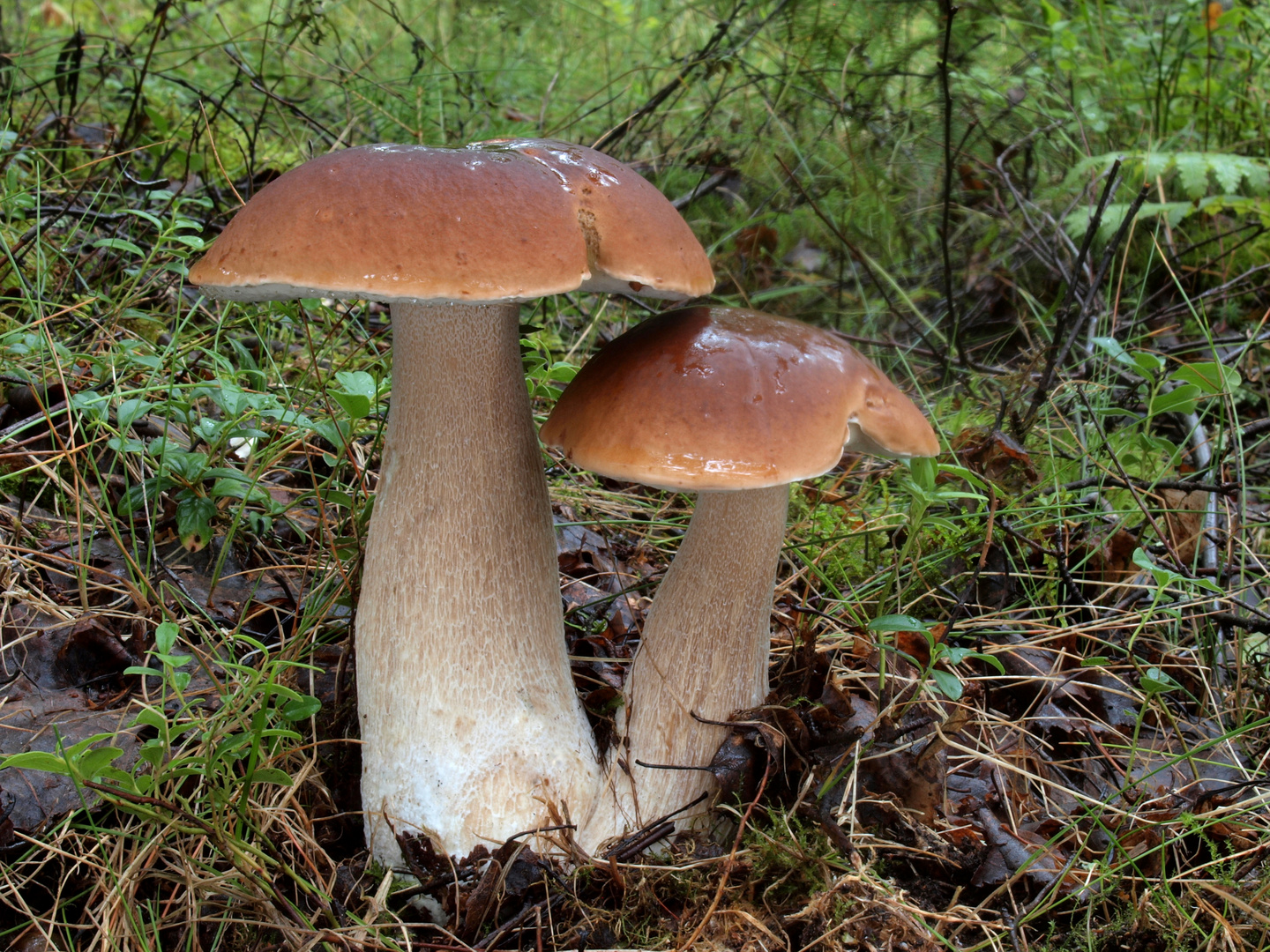 Steinpilz Geschwisterpaar