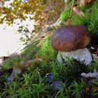 Steinpilz, Herrenpilz (boletus edulis)