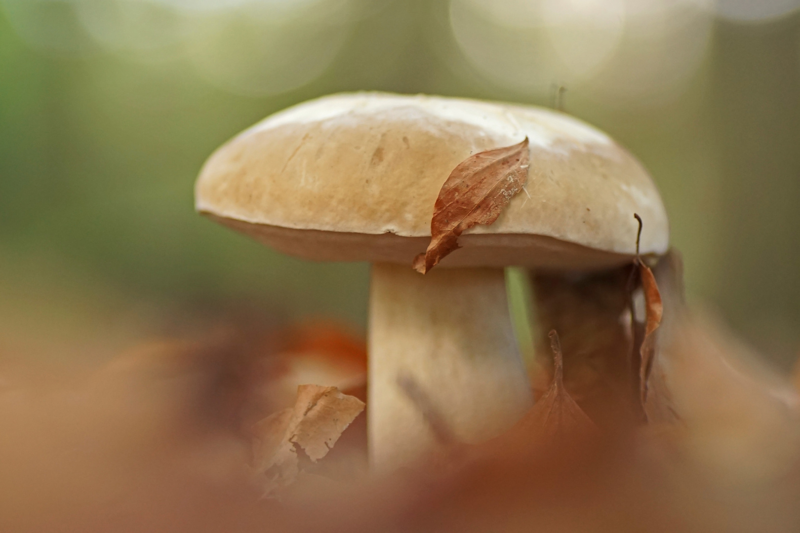 Steinpilz im Buchenwald