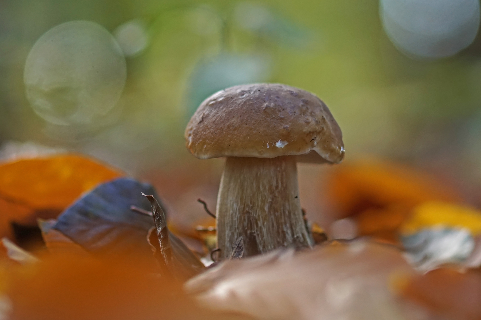 Steinpilz im Buchenwald